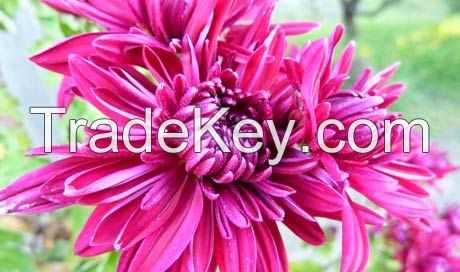 Chrysanthemum