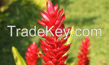 Alpinia Red Ginger