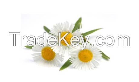 Chamomile