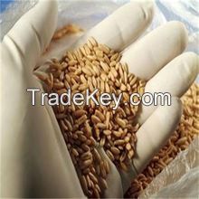 high quality wheat grain for hot sale