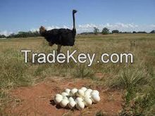 ostrich chicks and eggs