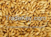 Canary seed, Canary seed, Alpiste for bird food