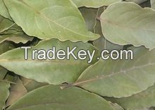 Dried Bay Leaf Production/Laurel Leaves (Bay Leaves) Wholesale