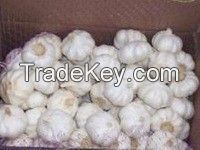 100% fresh natural garlic , Best price and quality
