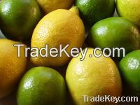 Sell FRESH CITRUS FRUITS