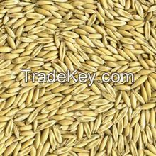 high quality hulled oats with best oats price