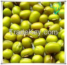 Competitive Price Vigna bean Fresh Green Bean for Sale