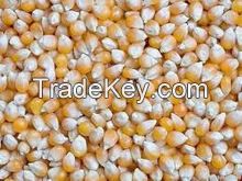 Best Quality 100% Standard Yellow Corn / Maize for Sale