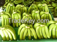 Fresh green Cavendish Banana