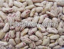 Light Speckled Kidney beans