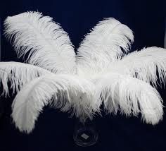 Ostrich Feathers for sell