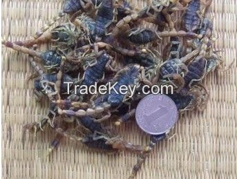 dry scorpions  ---insect edible