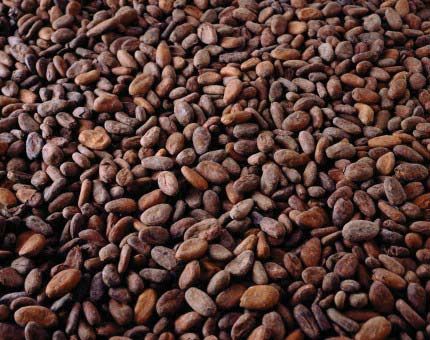 Cocoa Beans