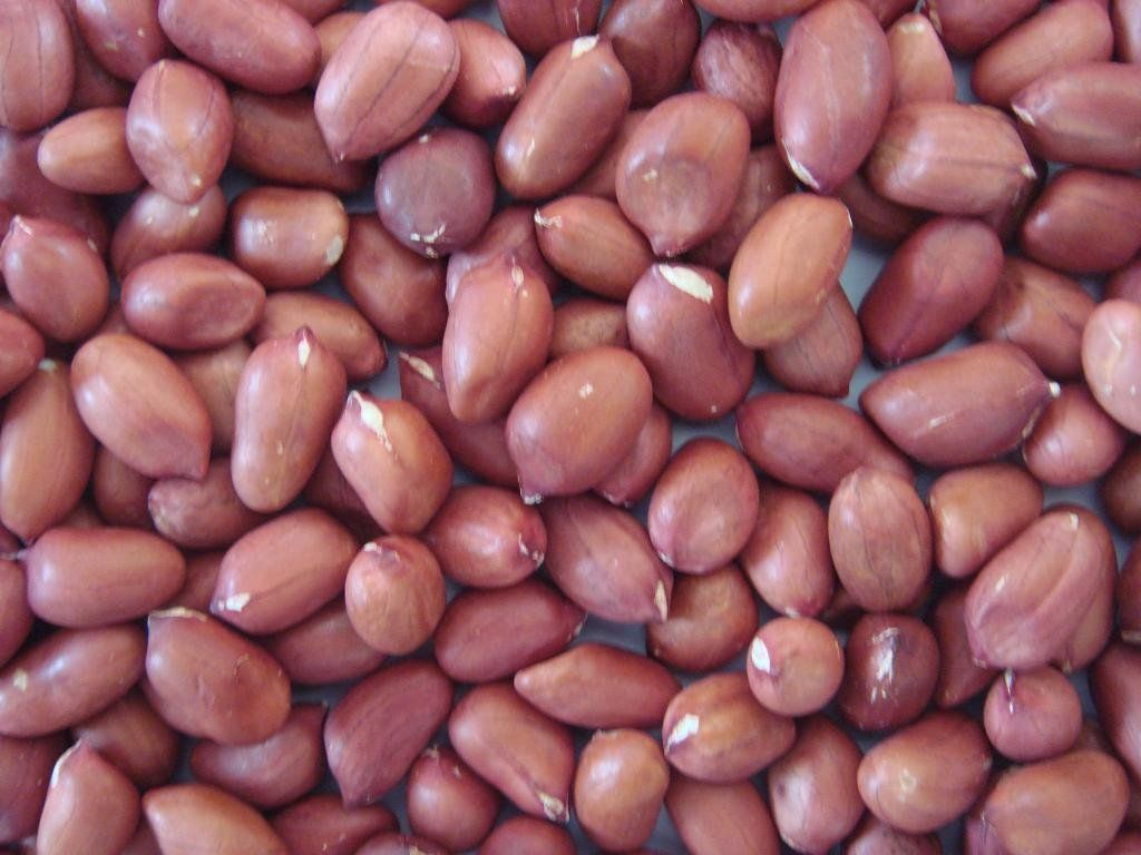 Good Quality Round Type Raw Peanuts