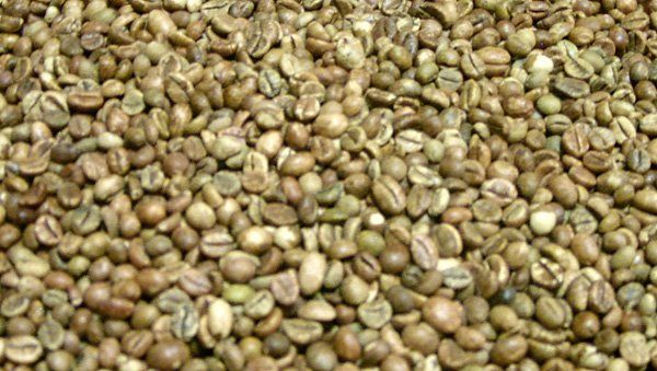 Green Robusta  Coffee beans