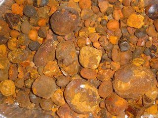 Cow/ox Gallstones