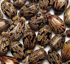 castor seed