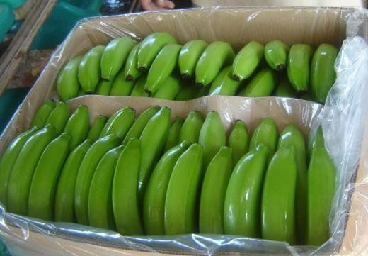 Green Cavendish Bananas