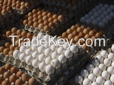 High Fresh Table Eggs Brown And White