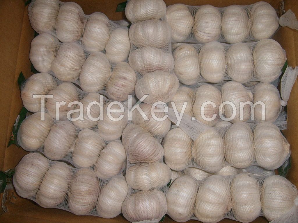NEW SEASON pure white garlic