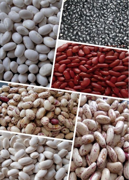 Kidney beans, size 180-200, 200-220, 220-240