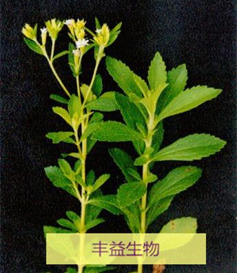 Sell Stevia Leaf Extract