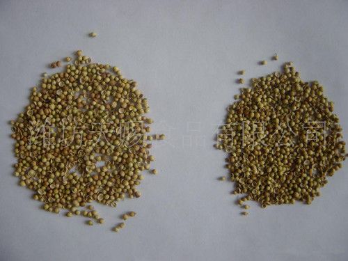 New crop Coriander seeds/plant seeds/spice seeds