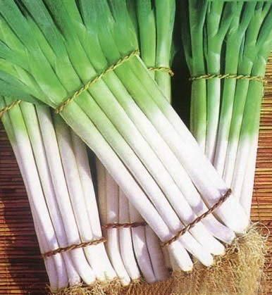 CHINESE GREEN ONION