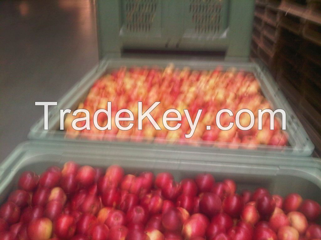 We can supply fresh Apples origin Poland and Latvia
