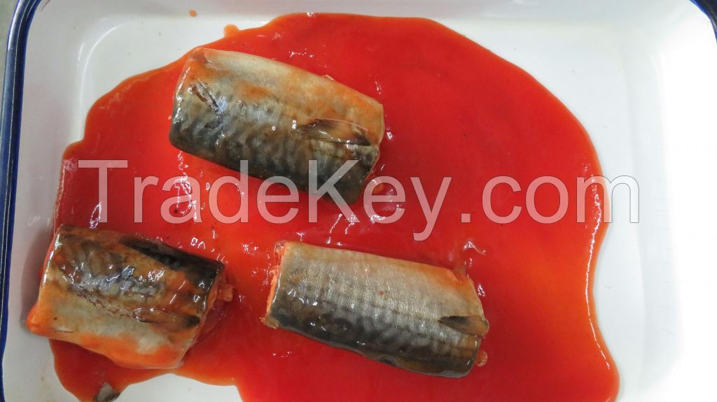 Canned mackerel in tomato sauce