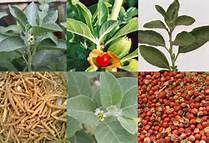 Green coffee bean extract, Tribulus Extract, Boswellia extract