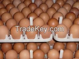 Cobb 500 Ross 308 Chicken Hatching Eggs Available