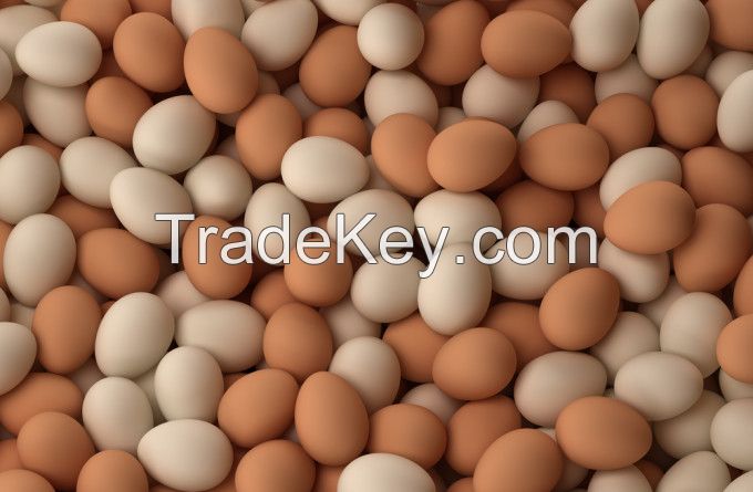 Fresh Poultry Eggs, Brown And White Table Eggs, Chicken Eggs, Hatching Eggs Cobb 500 And Ross 308