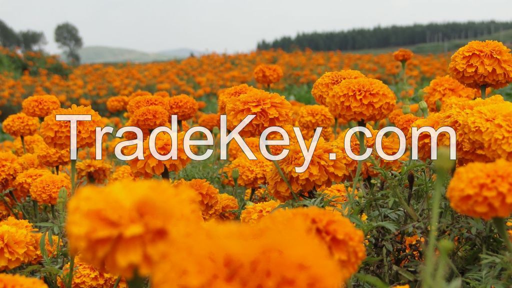 Marigold Extract