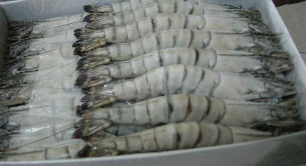 frozen tiger shrimp