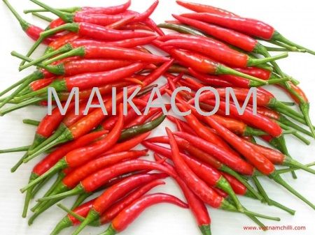 Vietnam Fresh Red Chili