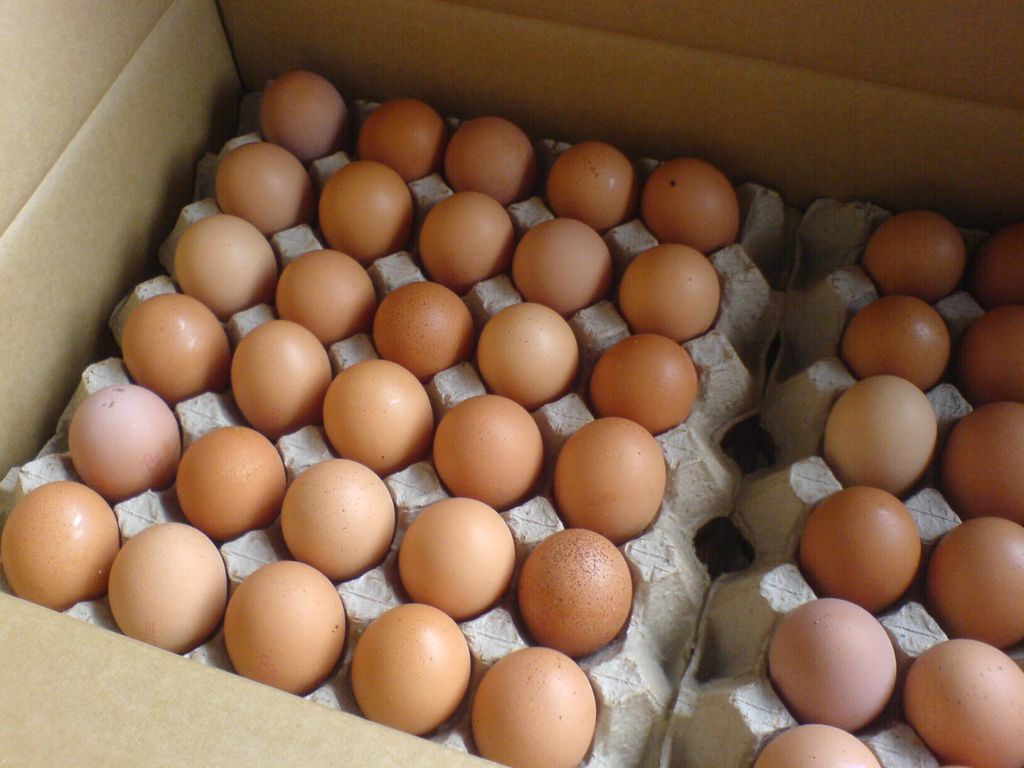 Fresh Chicken Eggs