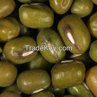 High Quality Vigna Beans ready for Export