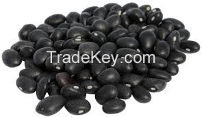 Black Beans or Michgun Beans