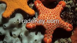 Echinoderm