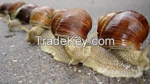 Animals snails macro snail mollusks