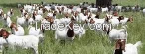 Livestock Full Blood Boer Goats