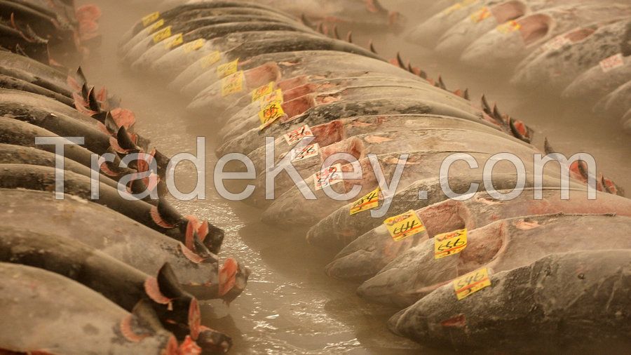 Frozen Fish Salmon and Tuna Fish