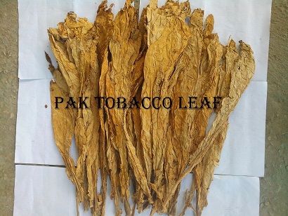 White Colour Tobacco Leaves