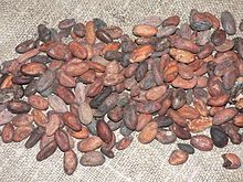 Raw Organic Cocoa Beans