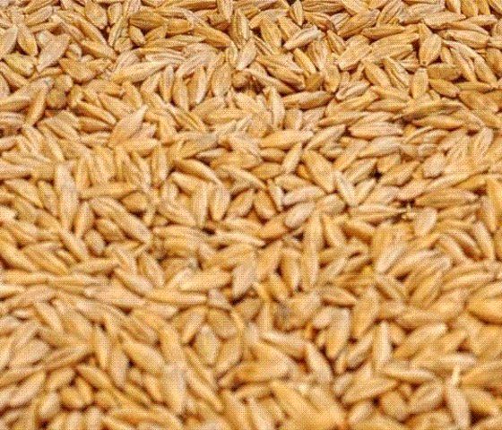 Barley