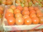 QUALITY FRESH TOMATOES AFFORDABLE AT VERY GOOD PRICES