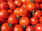 JUST THE BEST GRADE FRESH TOMATOES