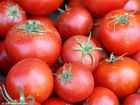 Fresh tomatoes - Uno rosso
