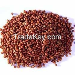 High Quality Red and White Sorghum